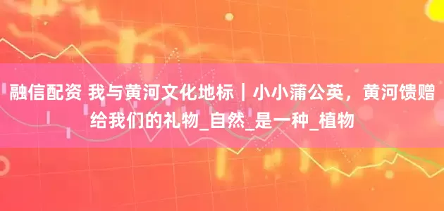 融信配资 我与黄河文化地标｜小小蒲公英，黄河馈赠给我们的礼物_自然_是一种_植物